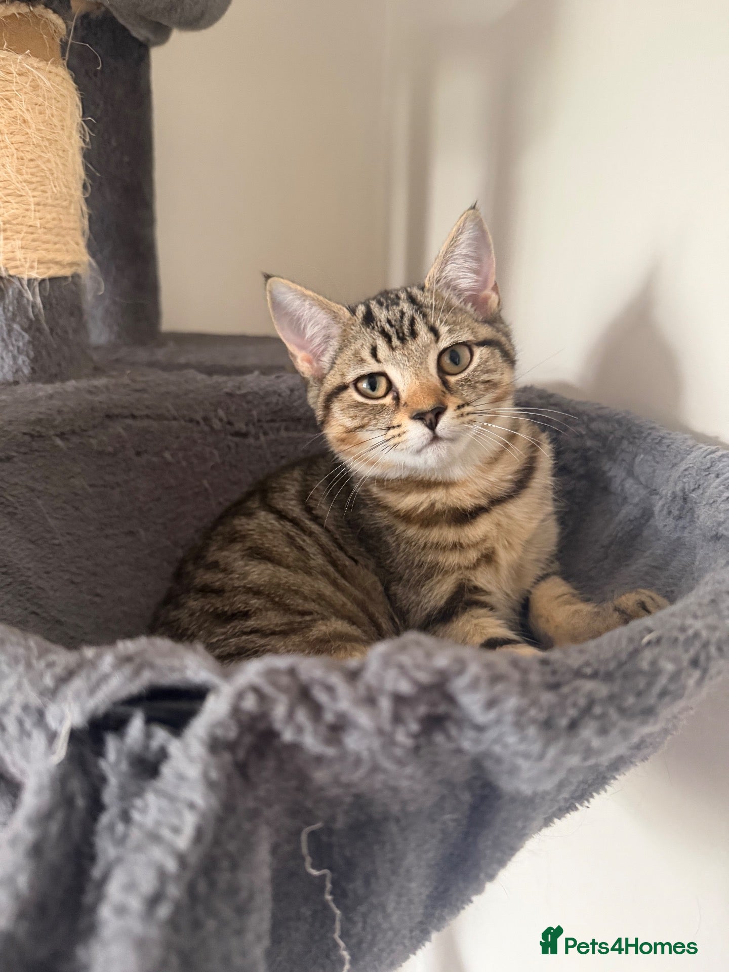 Mixed Breed cats 🐾 Beautiful Little Female Kitten 🐾❤️ - Advert 4