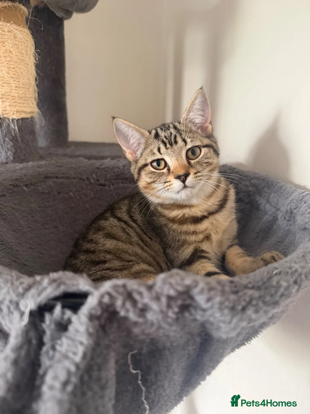 Mixed Breed cats for sale: 🐾 Beautiful Little Female Kitten 🐾❤️ - Advert 1