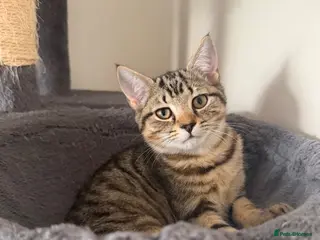 Mixed Breed cats 🐾 Beautiful Little Female Kitten 🐾❤️ - Advert 2