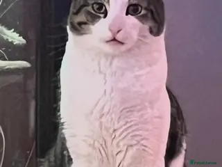 Mixed Breed cats BISCUIT - Advert 1