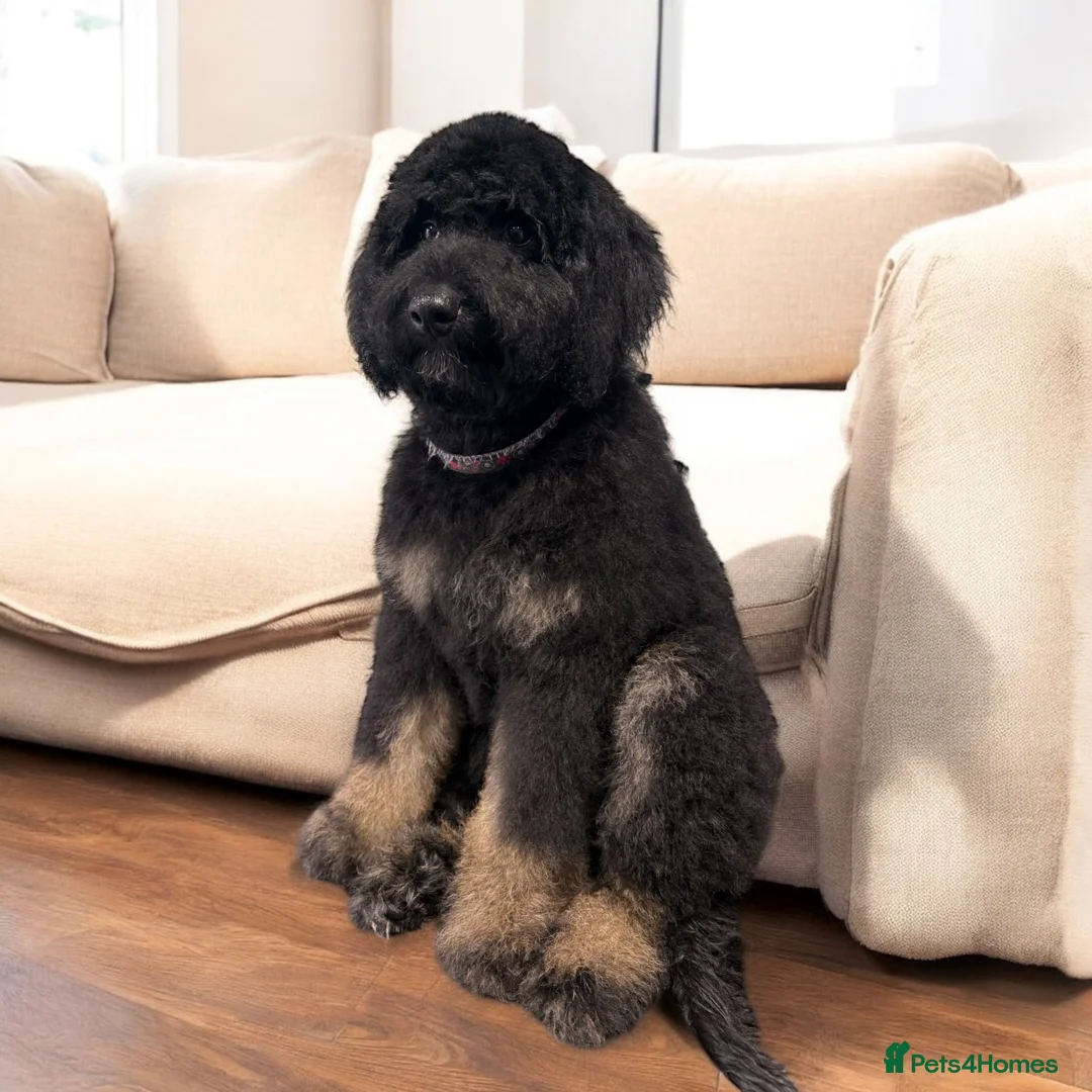 Bernedoodle dogs for sale: Fully vaccinated Miniature Bernedoodles  - Advert 1