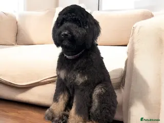 Bernedoodle dogs Fully vaccinated Miniature Bernedoodles - Advert 3