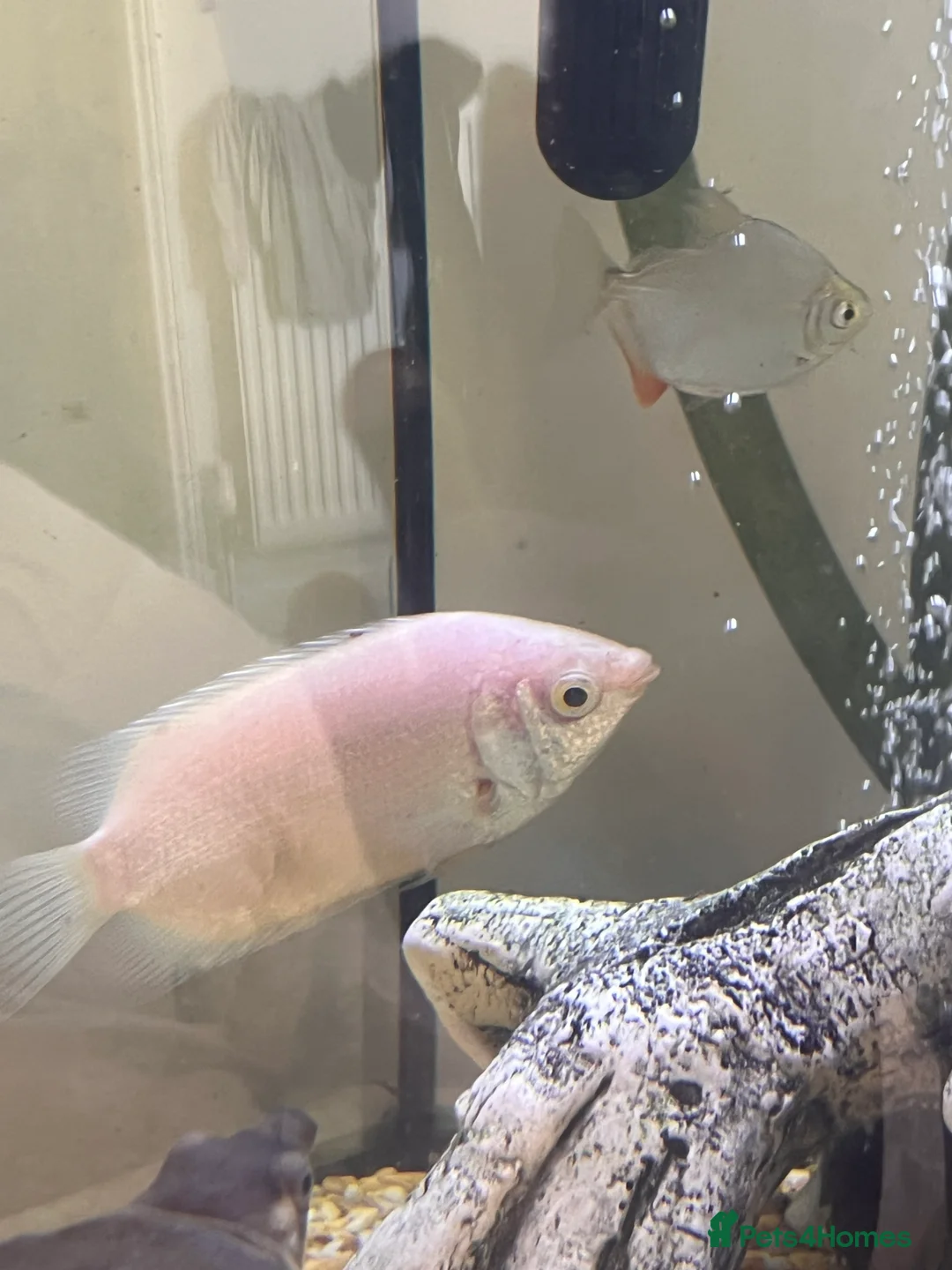 Gouramis fish for sale: XL white kissing gourami  in Leicester - Advert 3