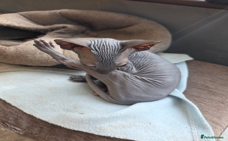 Sphynx cats - Advert 10