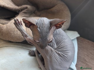 Sphynx cats - Advert 9