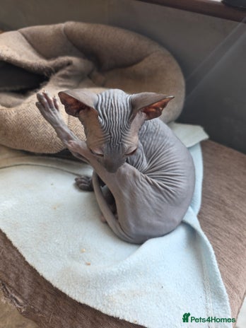 Sphynx cats - Advert 1