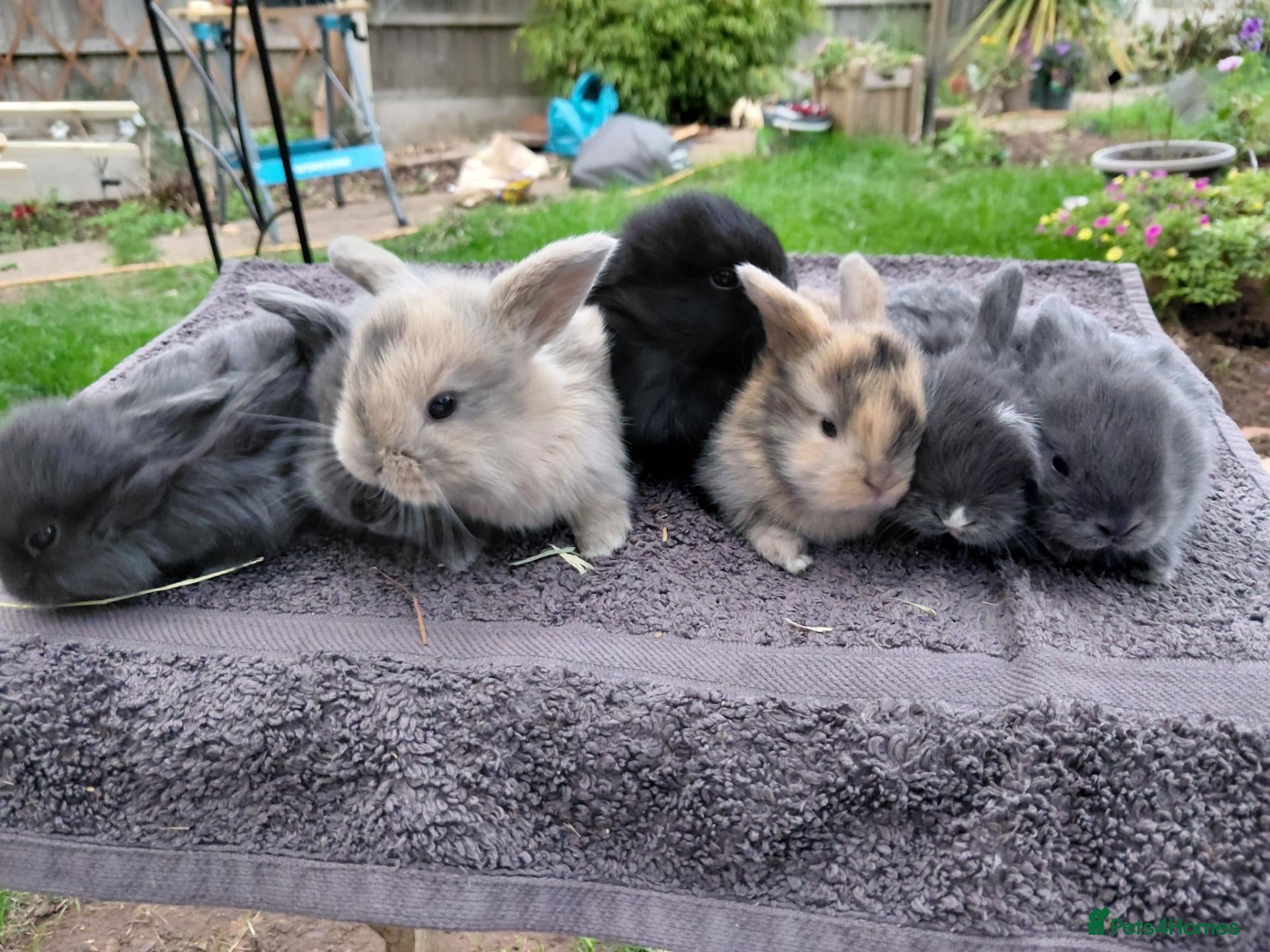 Mini Lop rabbits mini lops  - Advert 11