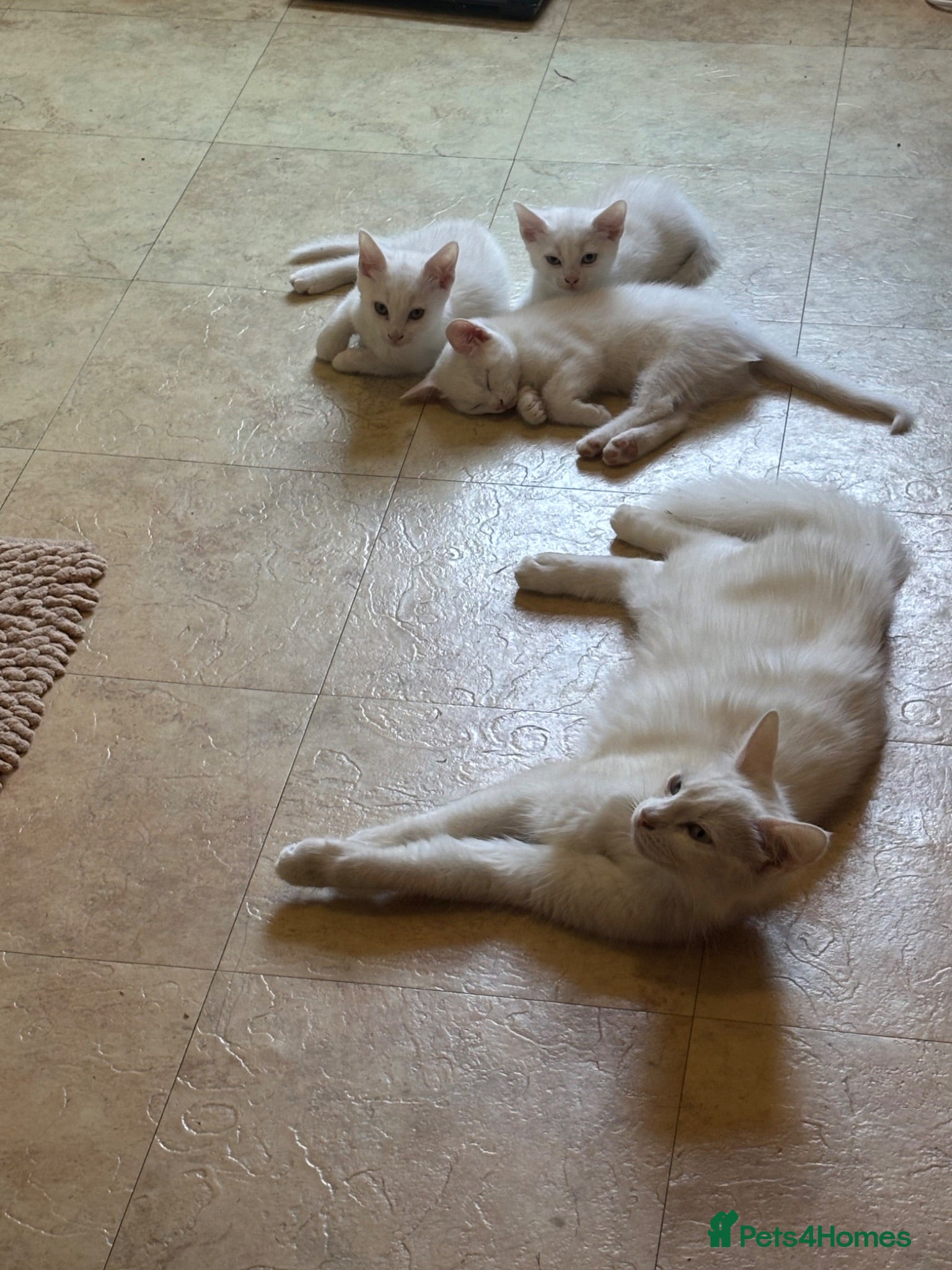 Mixed Breed cats 4 kittens ready now - Advert 3