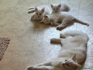 Mixed Breed cats 4 kittens ready now open to offers - Advert 10