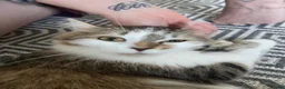 Domestic Shorthair cats for sale: Beautiful 2 Year Old Female in Cheltenham - Advert 3
