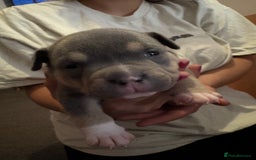 American Bully dogs for sale: American pocket bully tri pups - Image 10