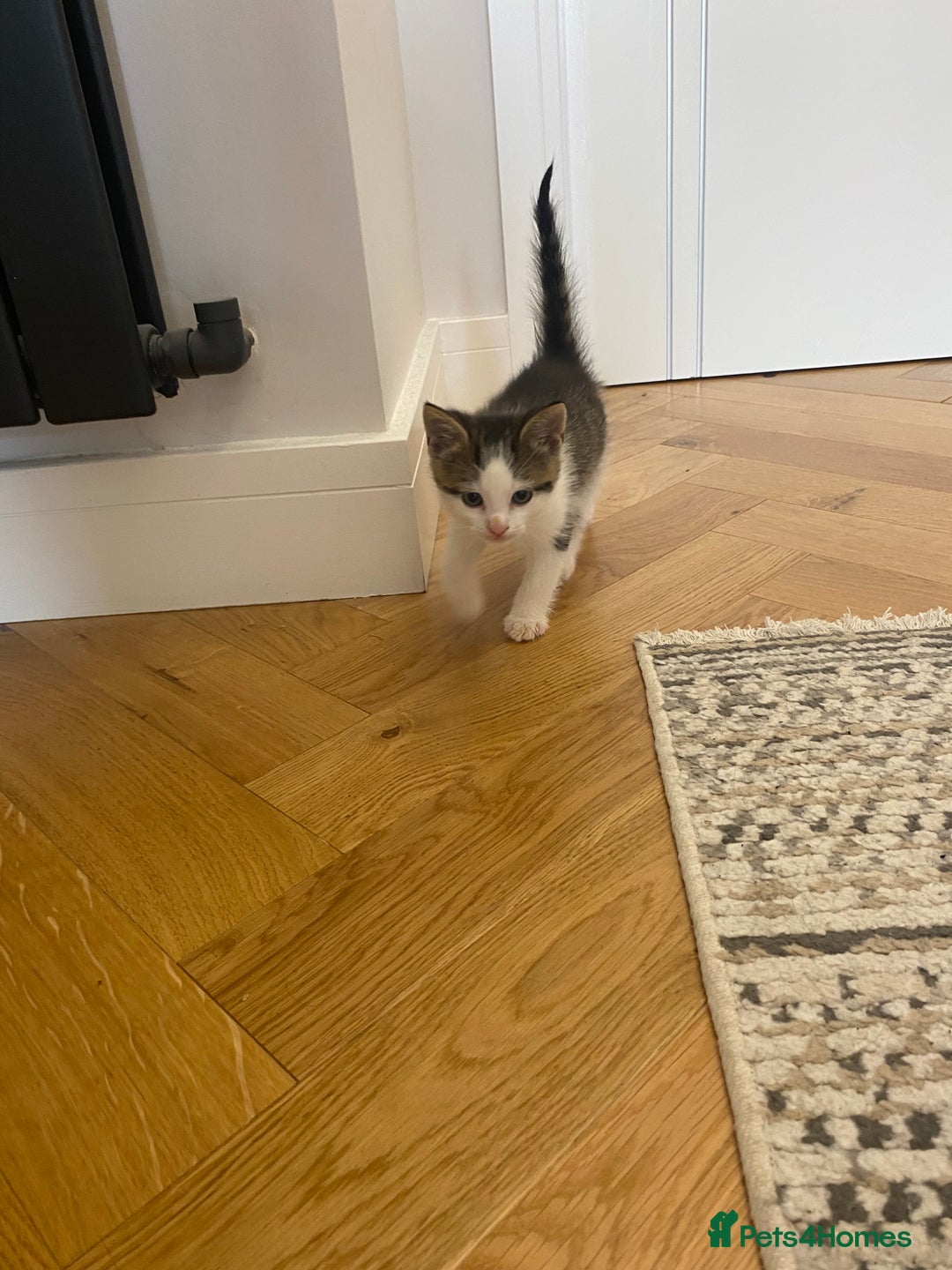 Mixed Breed cats for sale: 2 beautiful male kittens - Image 7