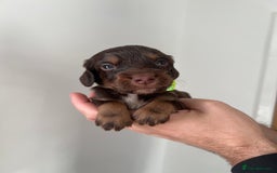 Cocker Spaniel dogs for sale: Working cocker spaniels - Image 2
