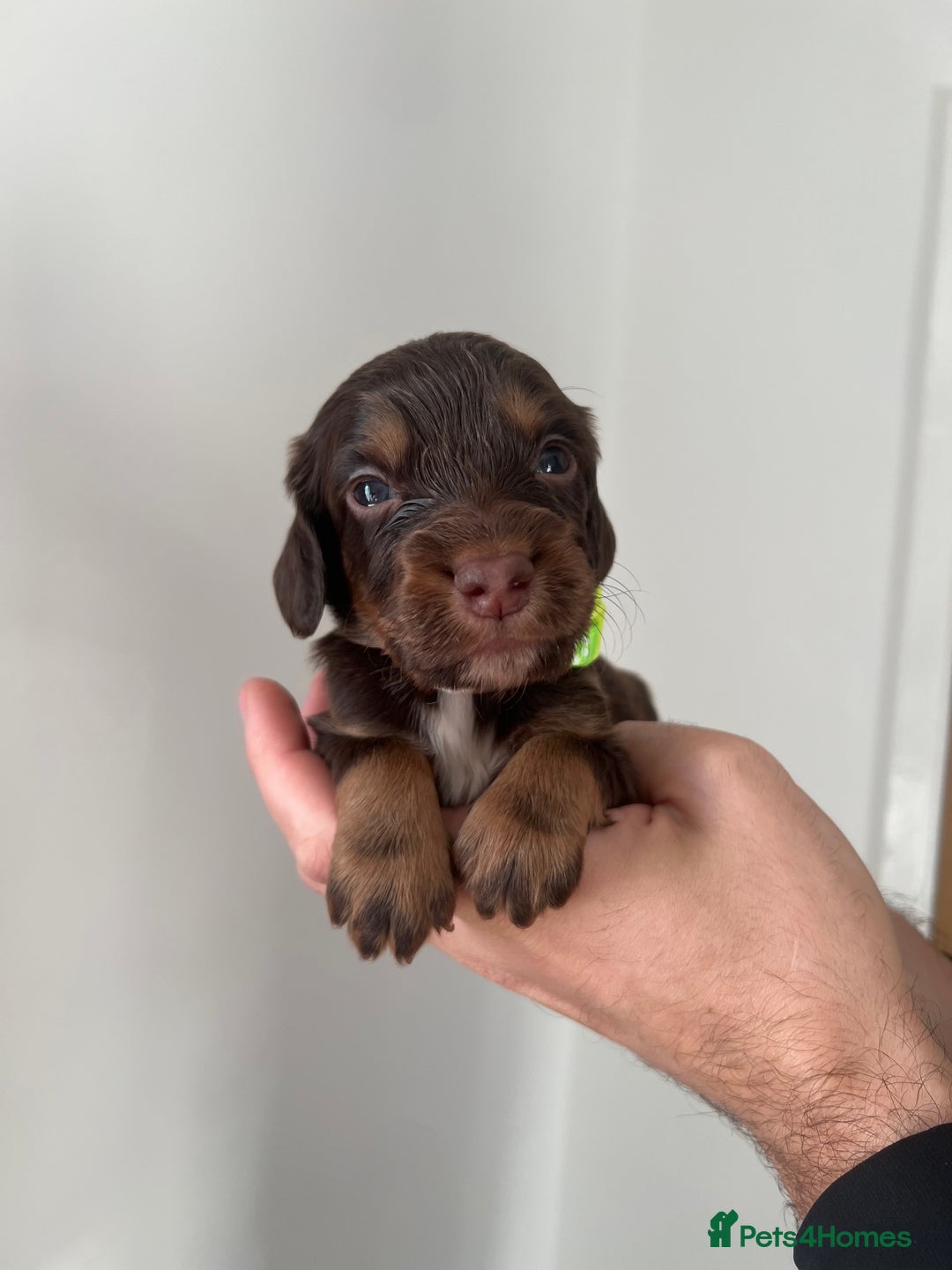 Cocker Spaniel dogs for sale: Working cocker spaniels - Image 2