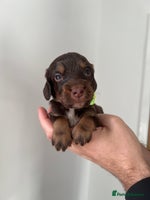 Cocker Spaniel dogs - Advert 7