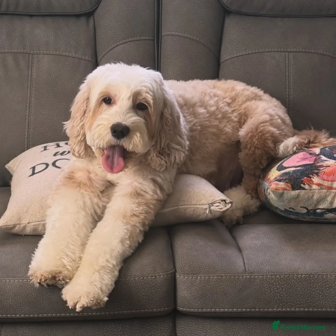 Labradoodle dogs for sale: Home Raised Labradoodle Pups🐾 in Farnham - Advert 2