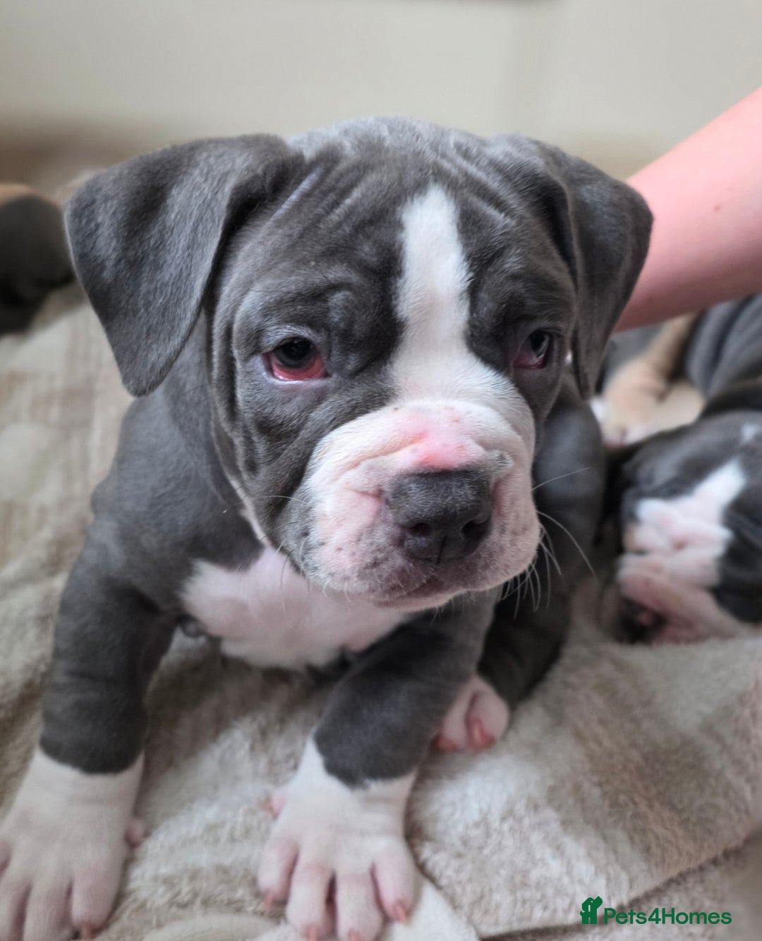 Olde English Bulldogge dogs for sale: Olde English Bulldog Puppies-ready for new home. - Image 1