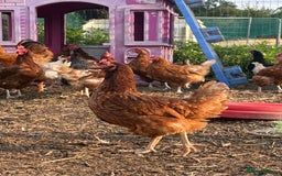 Chickens poultry for sale: Hens £5-£10 - Image 5