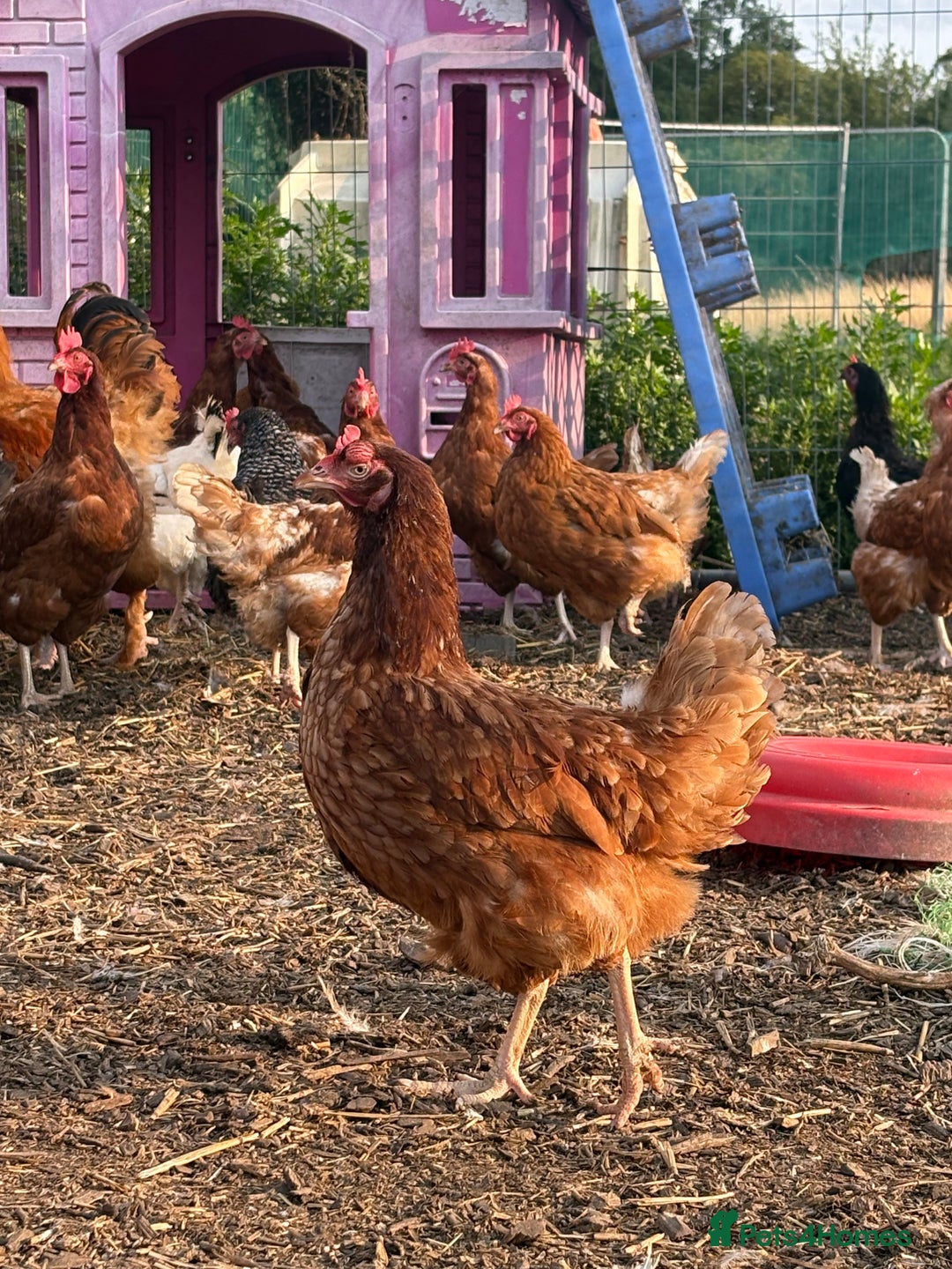 Chickens poultry for sale: Hens £5-£10 - Image 5