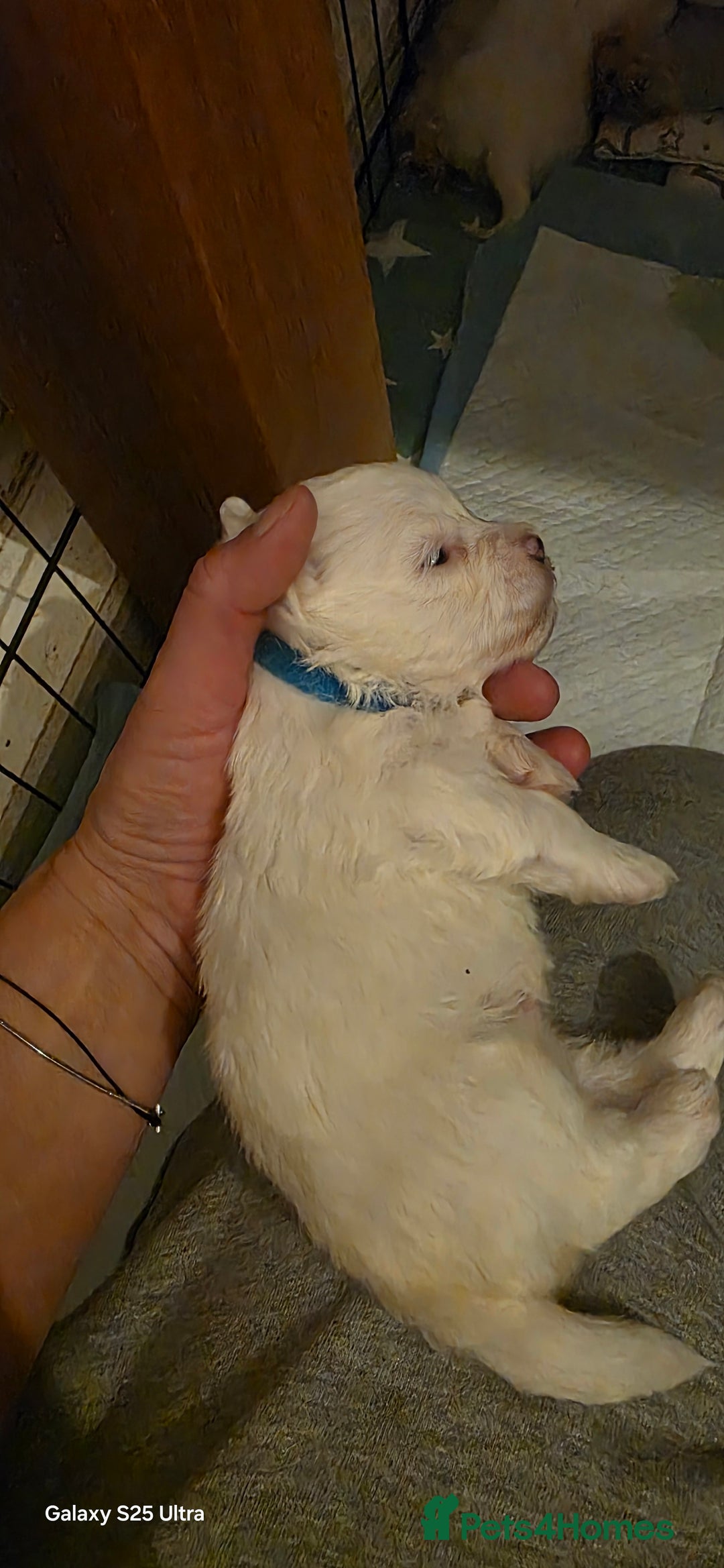 Maltese dogs for sale: Puppy maltese - Image 23
