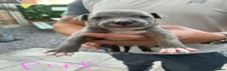 Staffordshire Bull Terrier dogs for sale: LAST ONE ** BLUE STAFFORDSHIRE BULL TERRIERS  - Advert 21