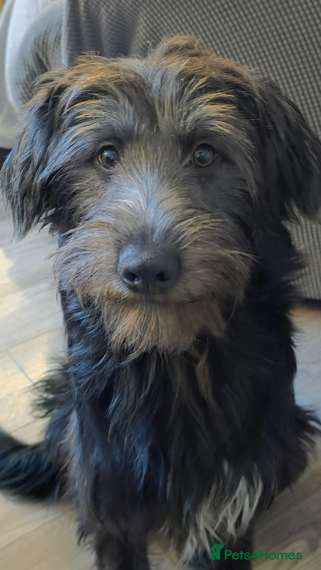 Bordoodle dogs for sale: 🌙☀️Waiting List Open🌙☀️ - Advert 34