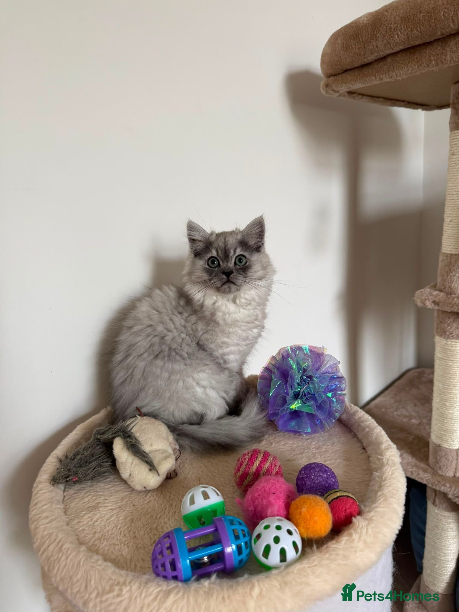 Persian cats Beautiful Persian Chinchilla Kittens – Ready Now - Advert 1