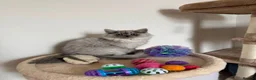 Persian cats for sale: Beautiful Persian Chinchilla Kittens – Ready Now - Advert 1