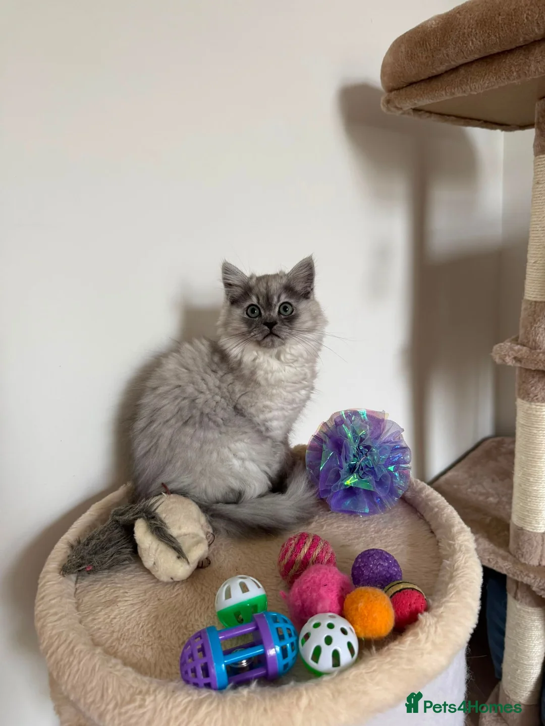 Persian cats for sale: Beautiful Persian Chinchilla Kittens – Ready Now - Advert 1