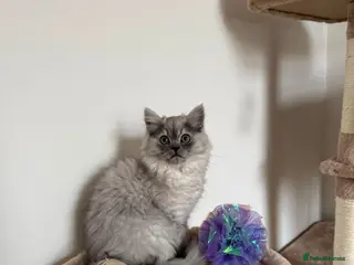 Persian cats Beautiful Persian Chinchilla Kittens – Ready Now - Advert 4