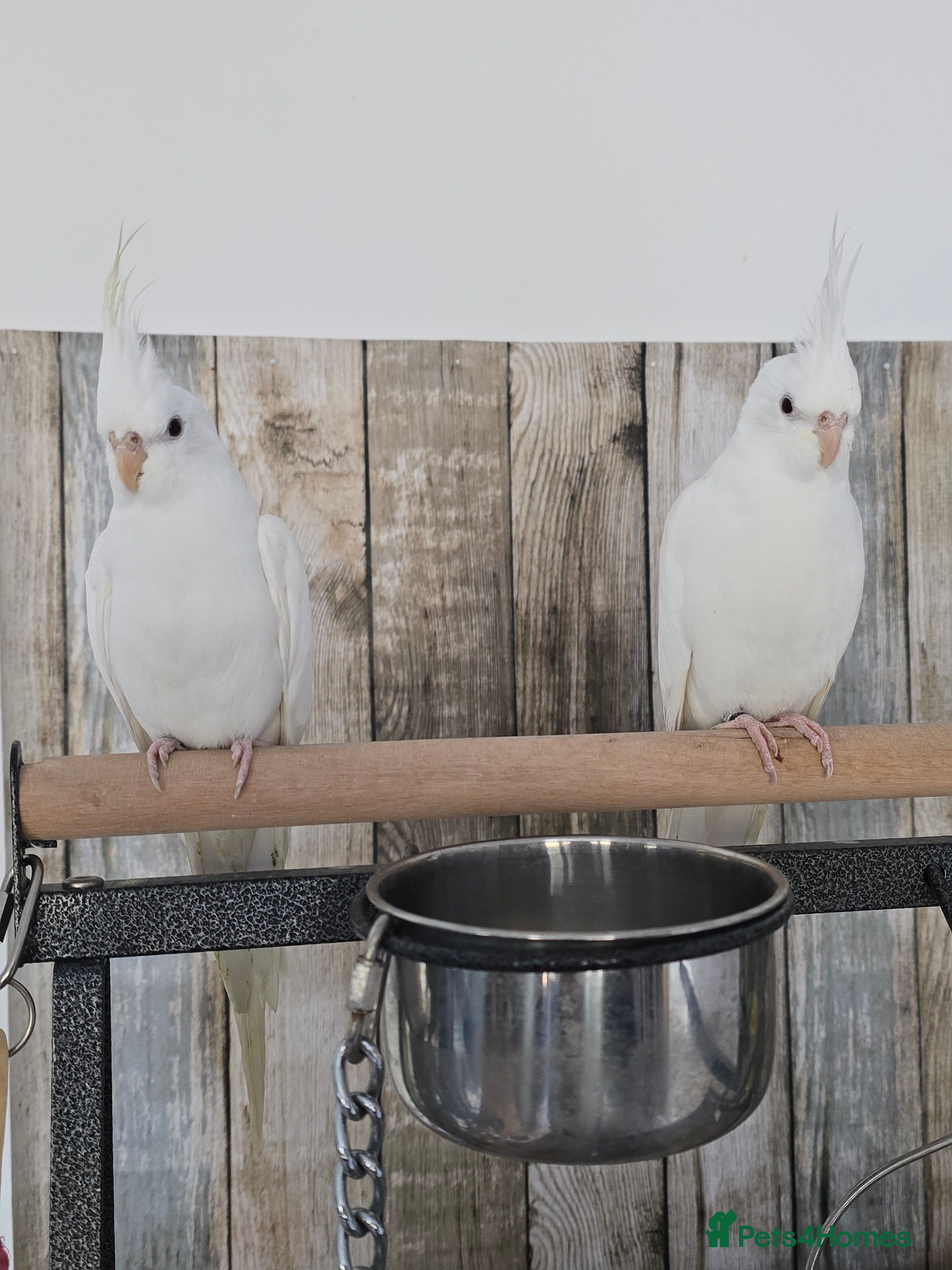 Cockatiels birds 2 x WHITE FACED DNAd MALE COCKATIELS, 10m - Advert 1