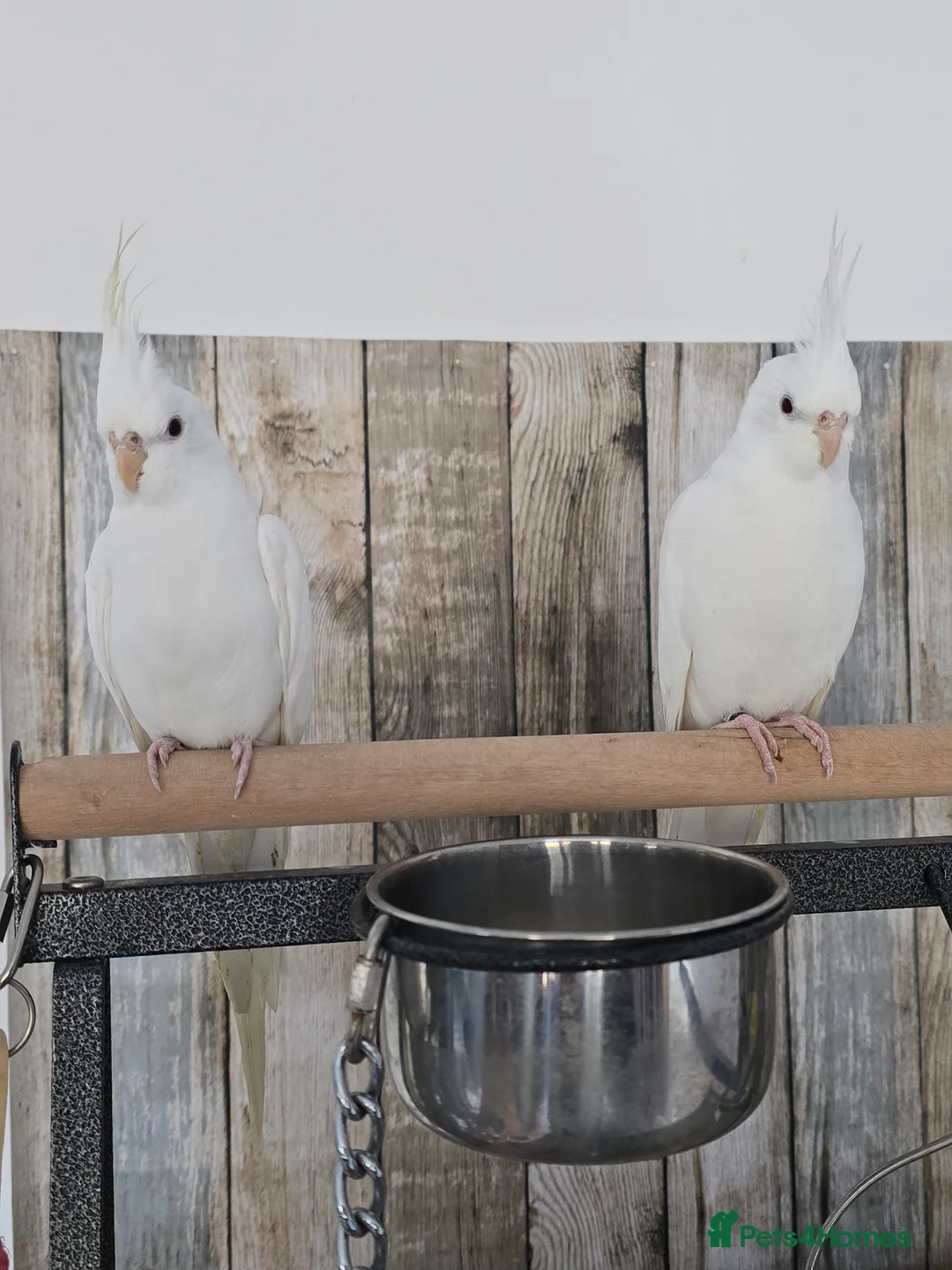 Cockatiels birds for sale: 2 x WHITE FACED DNAd MALE COCKATIELS, 10m - Advert 1