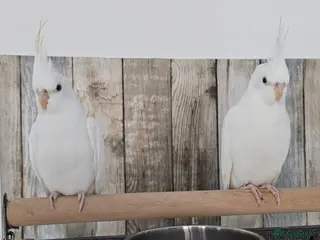 Cockatiels birds 2 x WHITE FACED DNAd MALE COCKATIELS, 10m - Advert 11