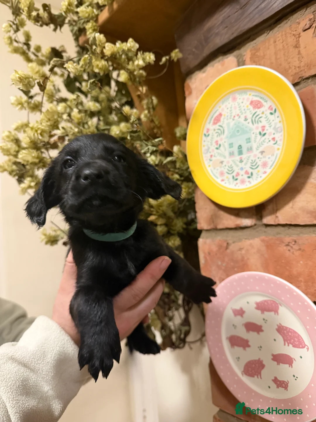 Mixed Breed dogs for sale: Belgian mal/working cocker spaniel  - Advert 19
