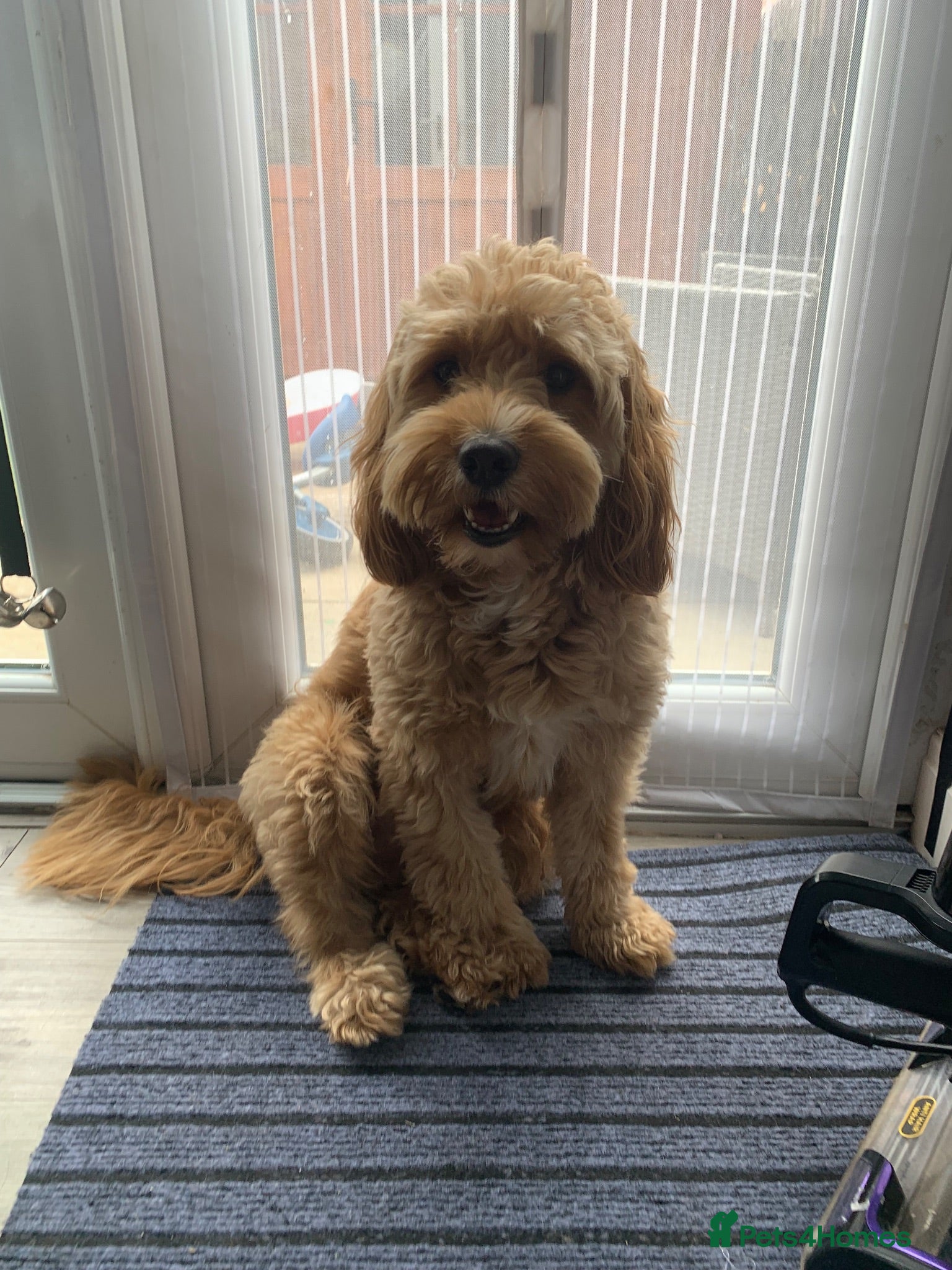 Cockapoo dogs Stud  - Advert 1