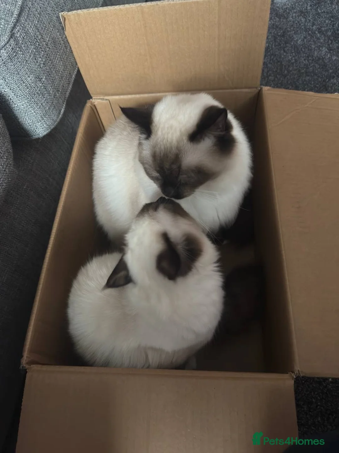 Ragdoll cats for sale: Adorable Beautiful Seal Mitted Ragdoll Kittens  - Advert 1