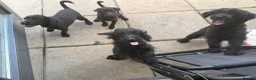 Mixed Breed dogs for sale: Beautiful Crossbreed Puppies Ready For New Home - Advert 21