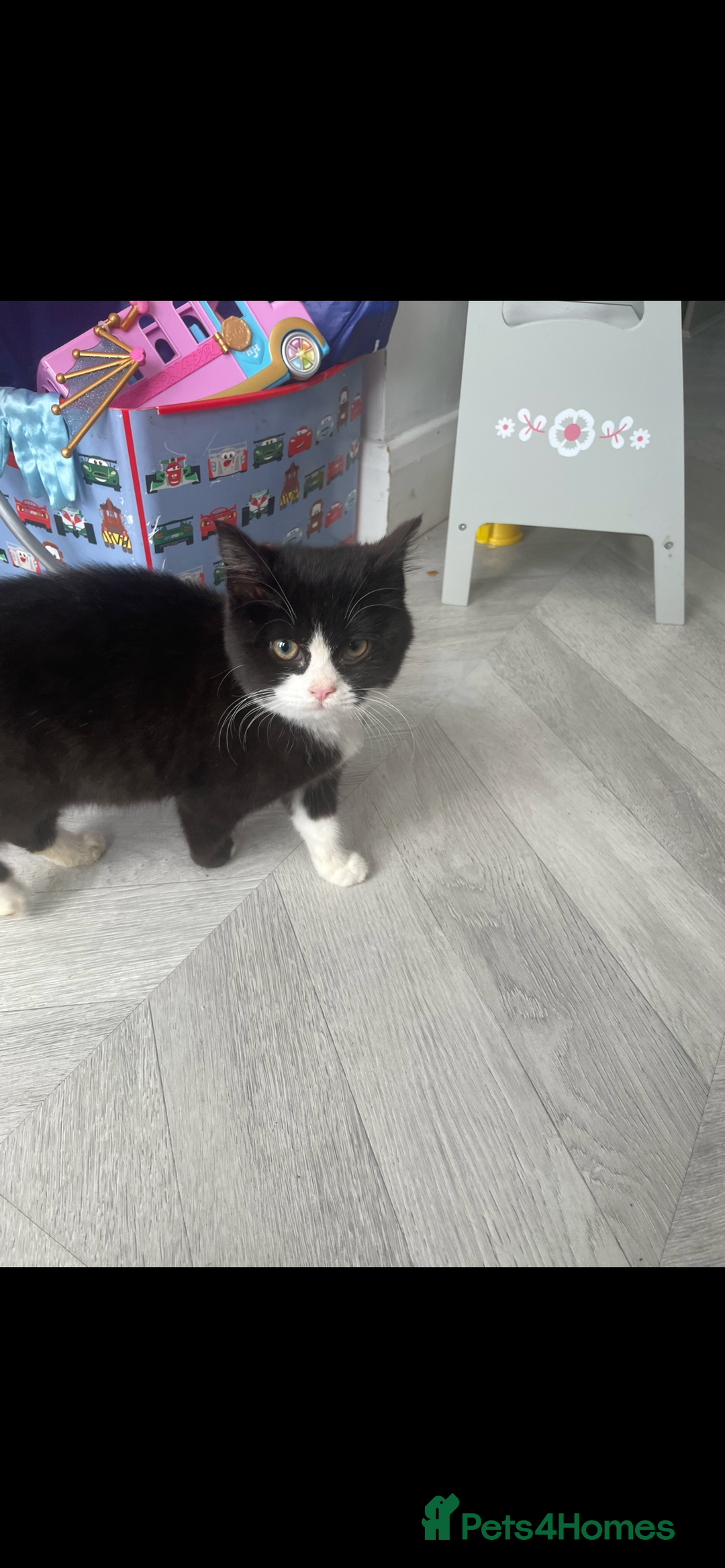 Mixed Breed cats for sale: Kitten and 2 adult cats available  - Advert 1