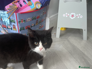 Mixed Breed cats Kitten and 2 adult cats available - Advert 2