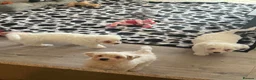 Bichon Frise dogs for sale: Puppies with blue eyes  in Norwich - Advert 11