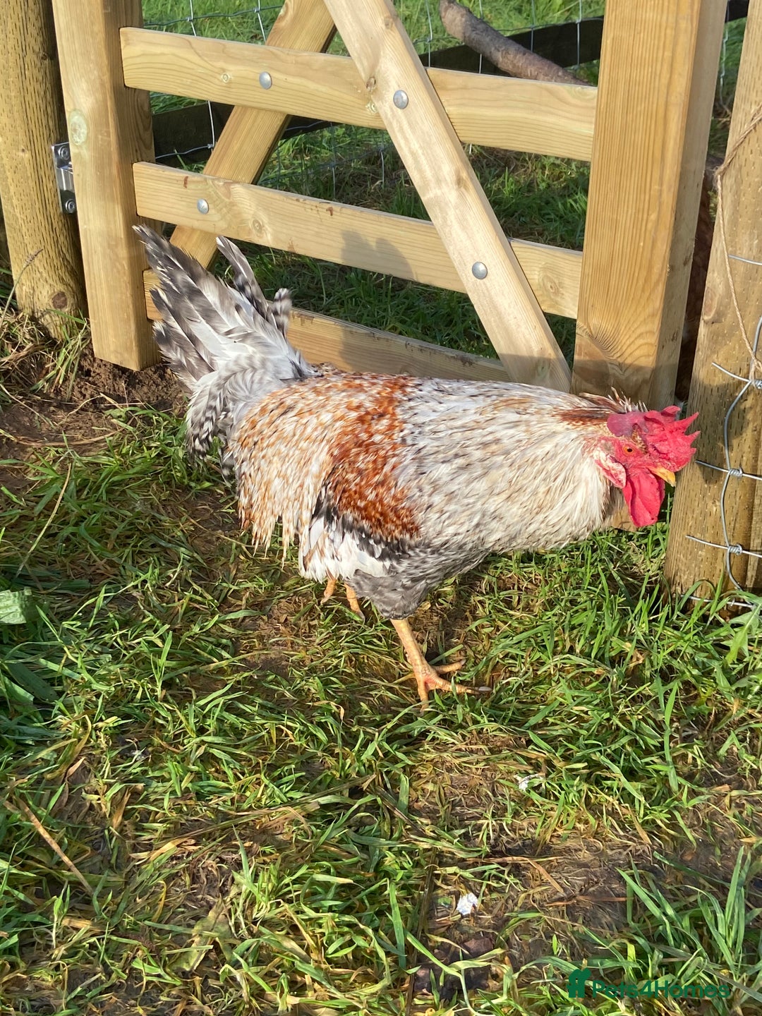 Chickens poultry for sale: Legbar cockerel for sale - Advert 2