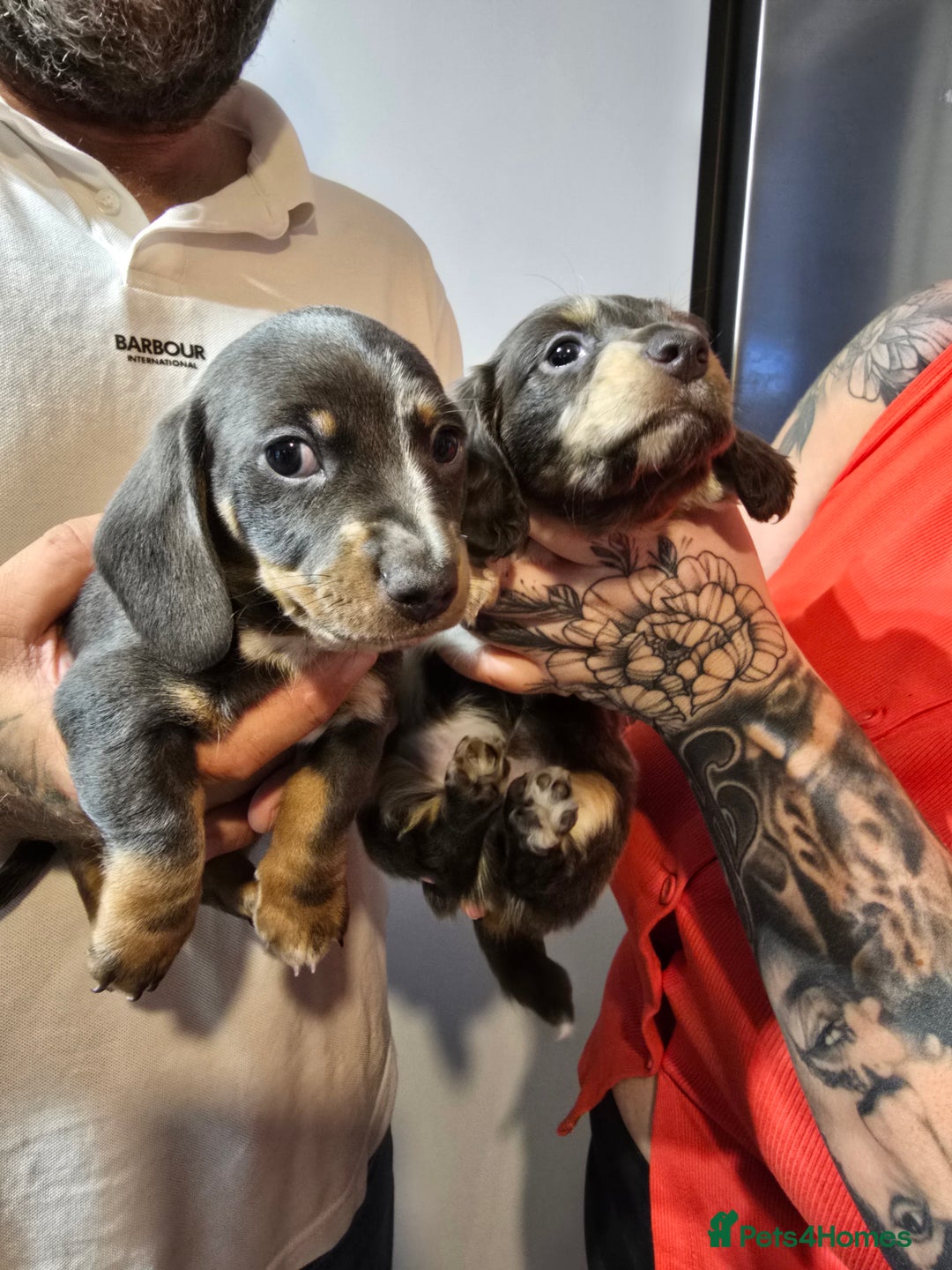 Dachshund dogs for sale: Short and long hair miniature dashund  - Image 23