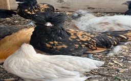 Chickens poultry for sale: Polish pullets for sale  - Image 3