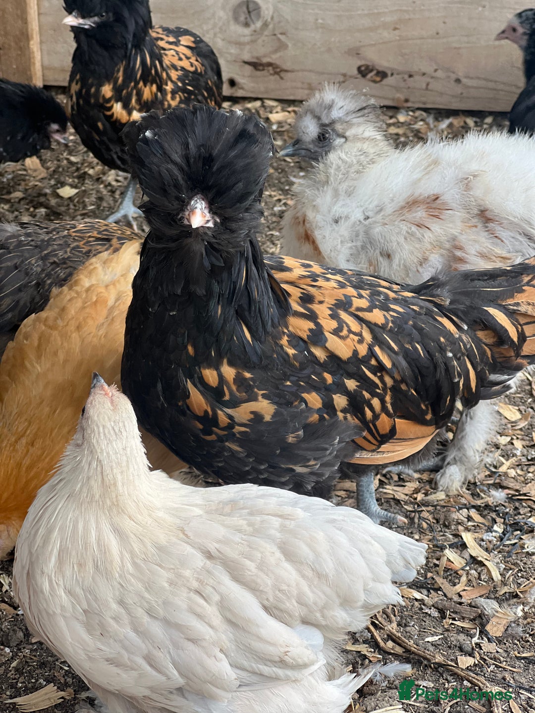 Chickens poultry for sale: Polish pullets for sale  - Image 3