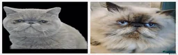 Exotic cats for sale: Exotic Shorthair Kittens For Sale - Advert 8