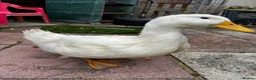 Ducks poultry for sale: Pekin Ducks x3  - Advert 5