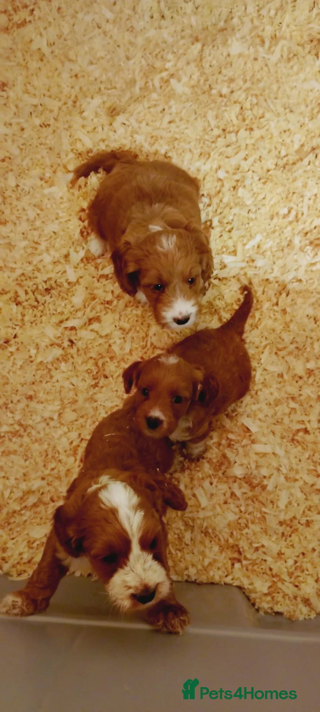 Cockapoo dogs for sale: Cockapoo puppies  - Advert 5