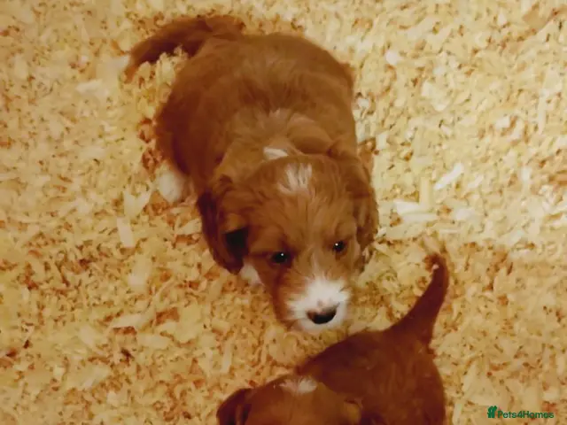 Cockapoo dogs Cockapoo puppies ready to leave this week. - Advert 8