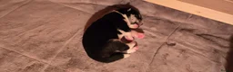 Huskita dogs for sale: Akita with 6% husky (Huskita) - Advert 18