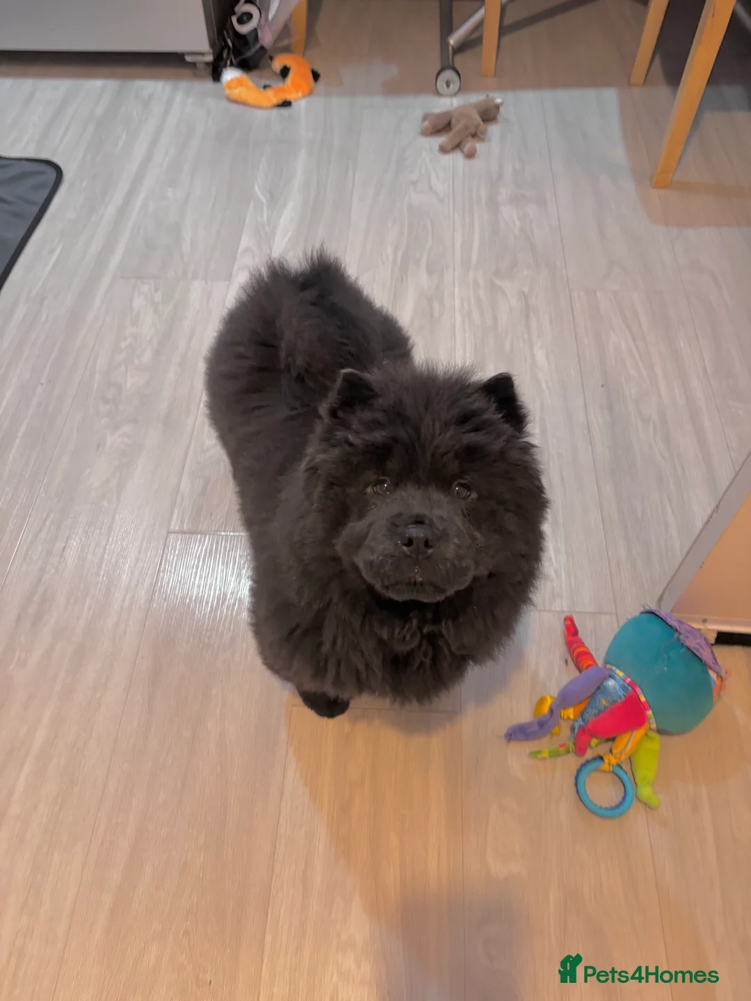 Chow Chow dogs for sale: Last Blue boy Chow Chow  - Advert 6